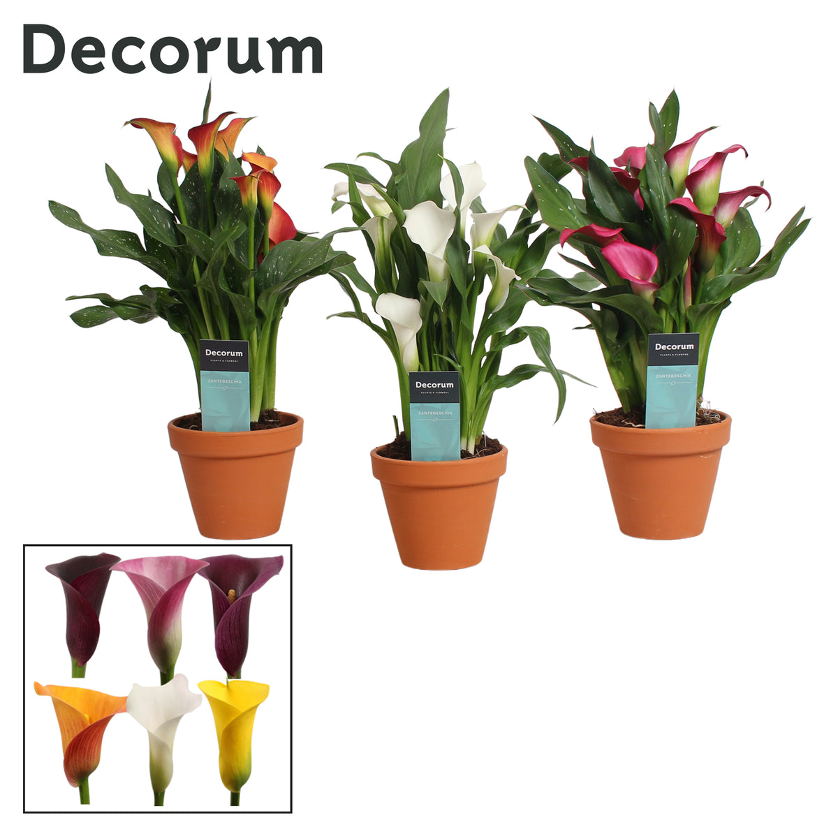 Zantedeschia mix (+ drp.terracotta) 35cm 12cm Pot
