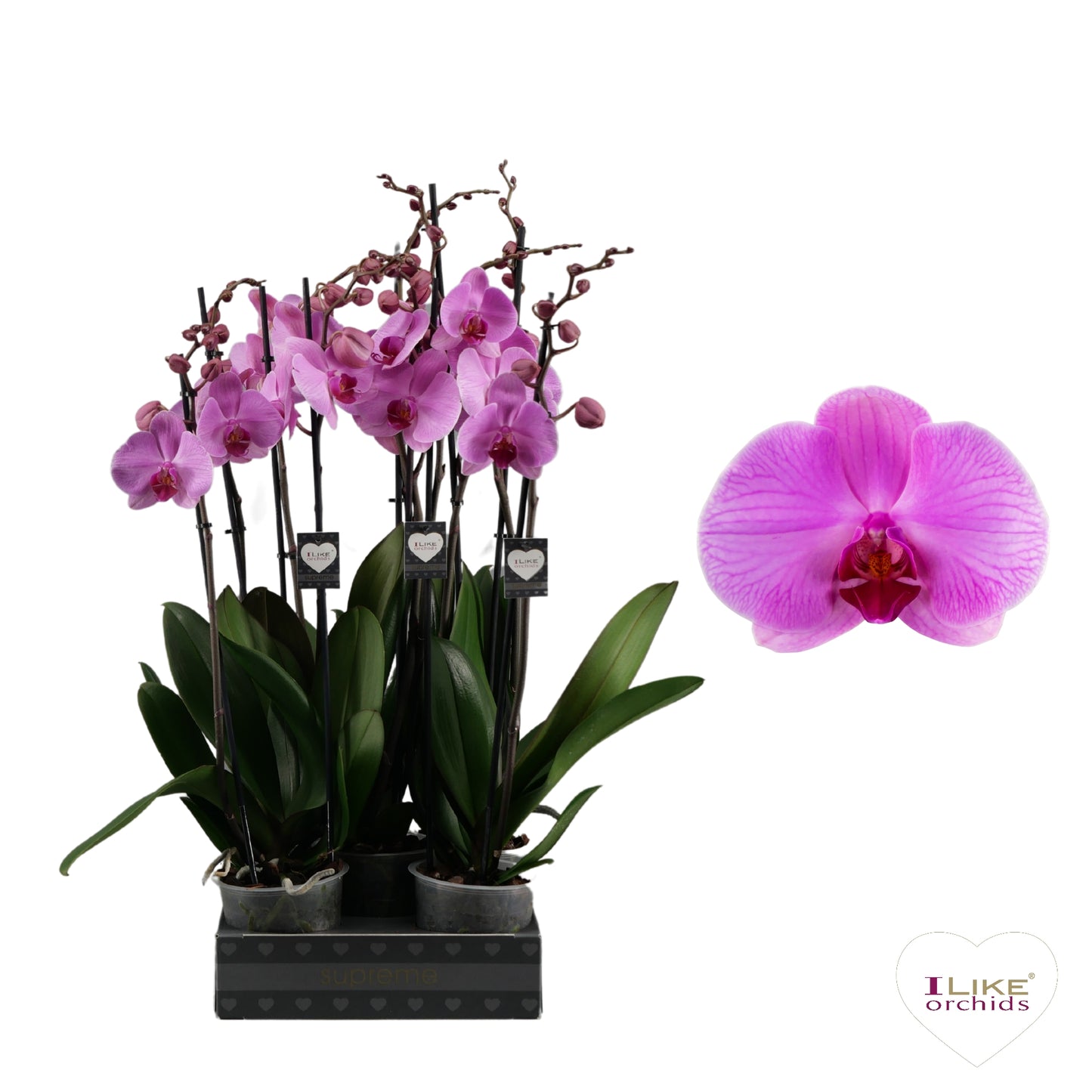 Phalaenopsis Orlando 75cm 12cm Pot