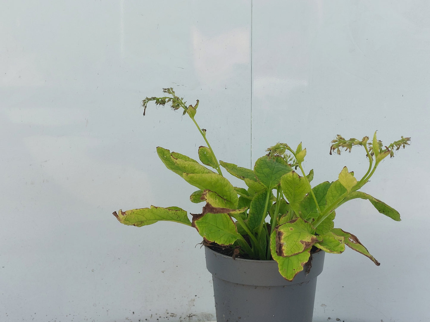 Winden BV, Buxuskw W. van Symphytum gran. wisley blue Pack of 1