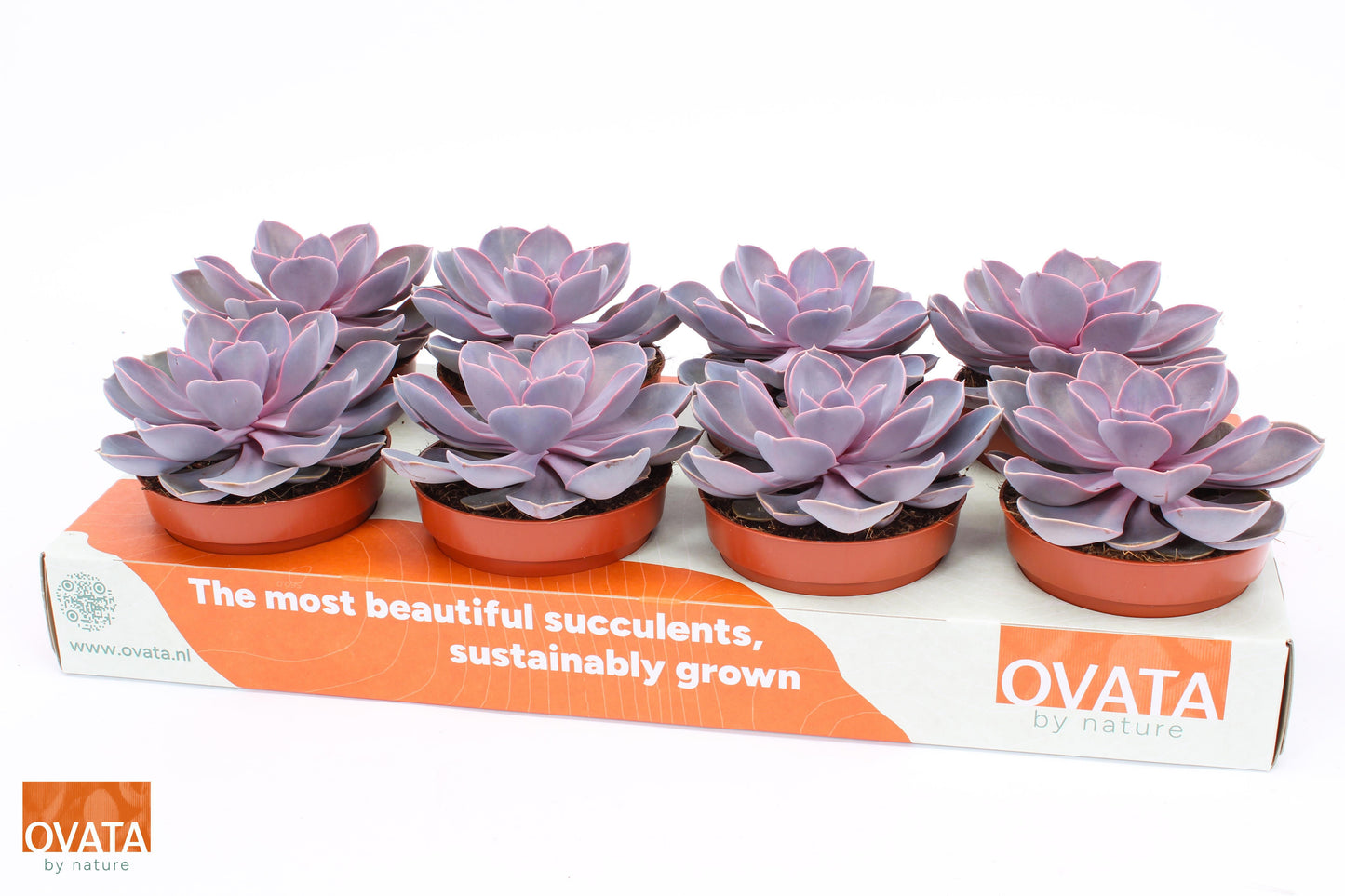 Ovata BV Echeveria Purple Pearl Pack of 8