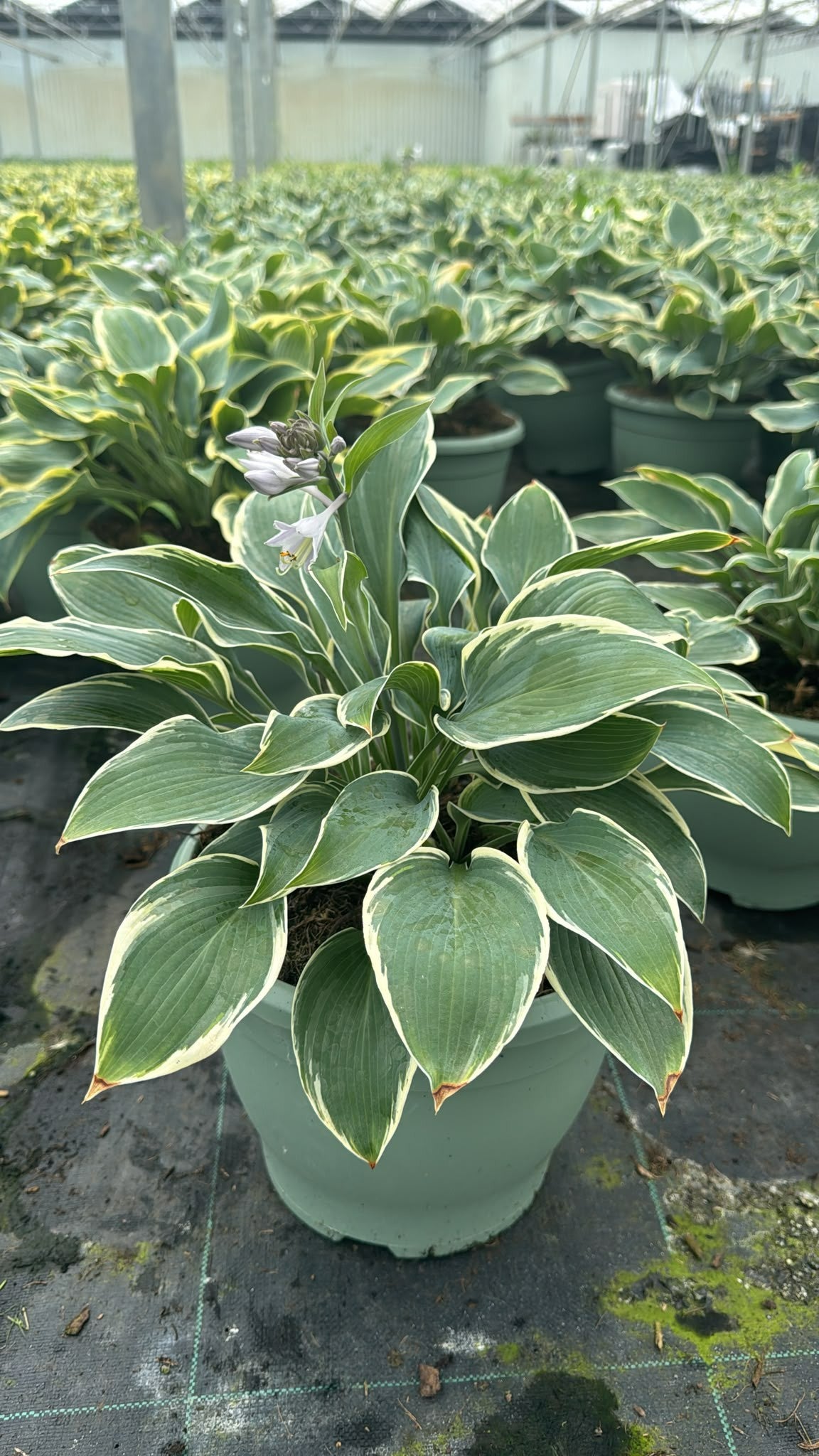 Hosta mix 45cm 26cm Pot