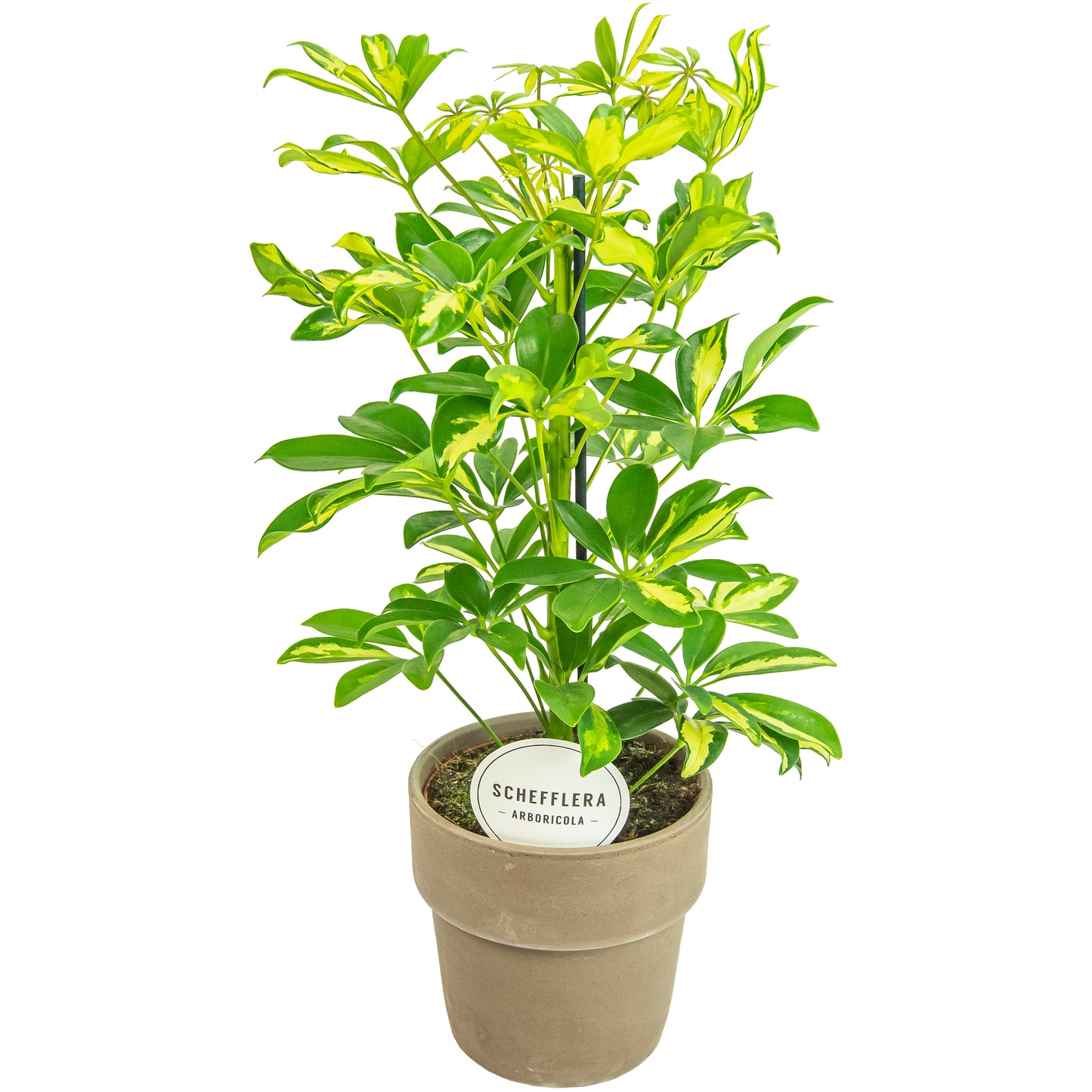 Schefflera Gerda 45cm 15cm Pot