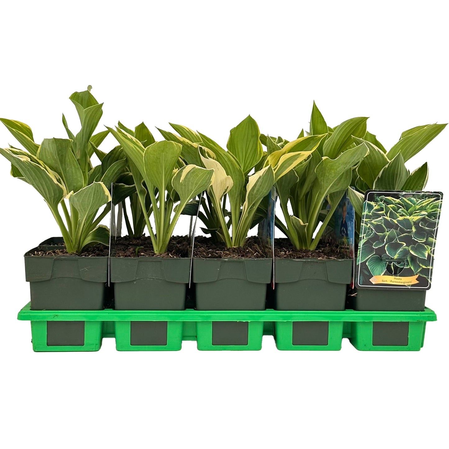 Gebr. Griffioen Hosta Aureomarginata Pack of 10