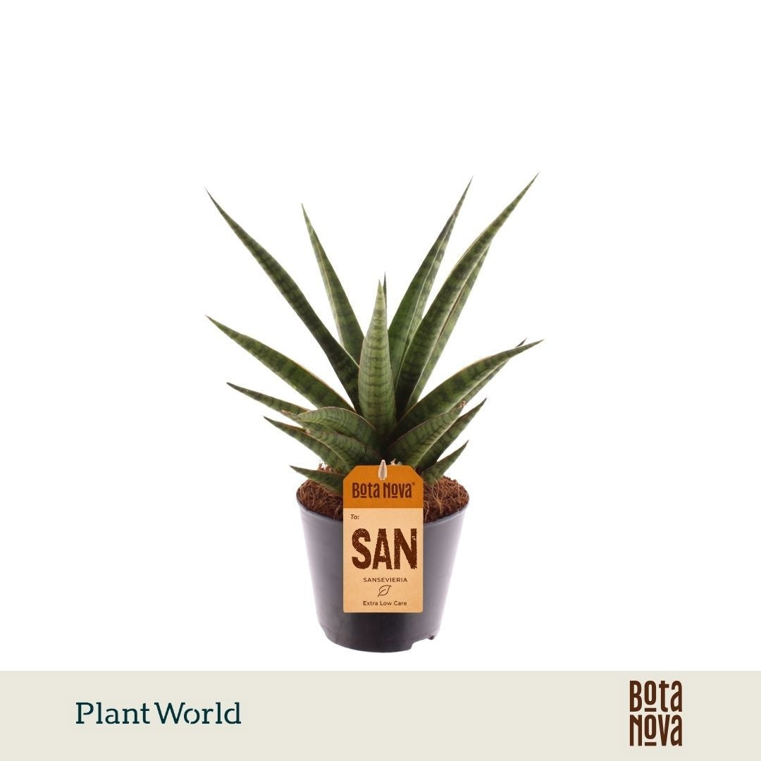 Sansevieria cylindrica 20cm 8.5cm Pot