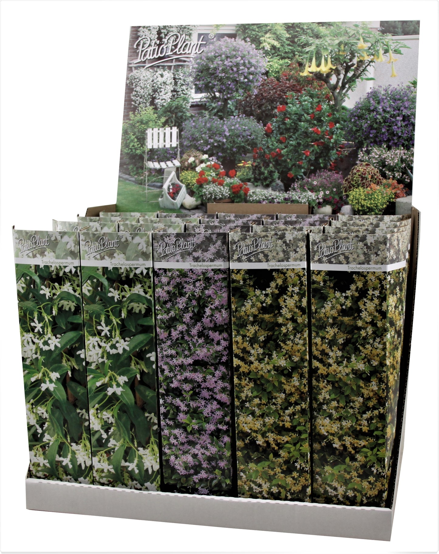 Valk BV Patioplant Trachelospermum jasminoides Pack of 20