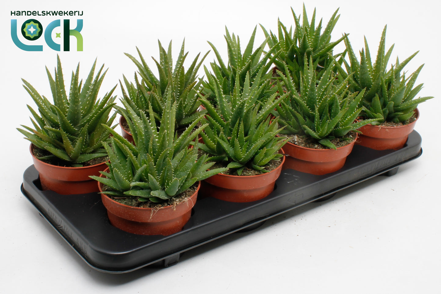 Lock, Handelskwekerij Aloe Vera Verini Pack of 8