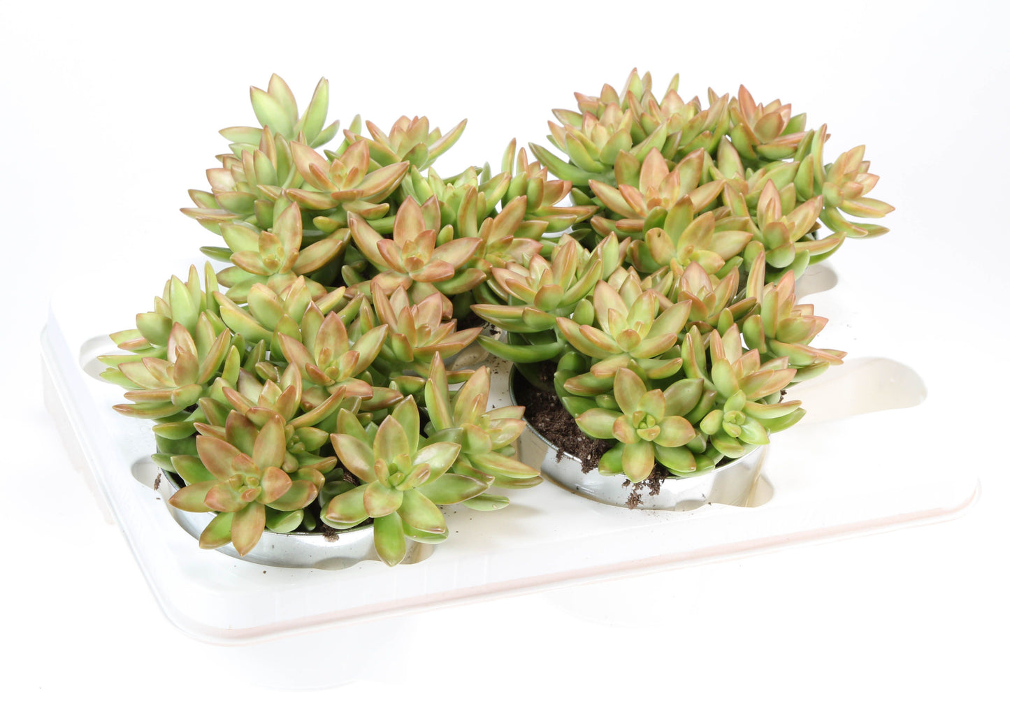 Sedum album 18cm 12cm Pot