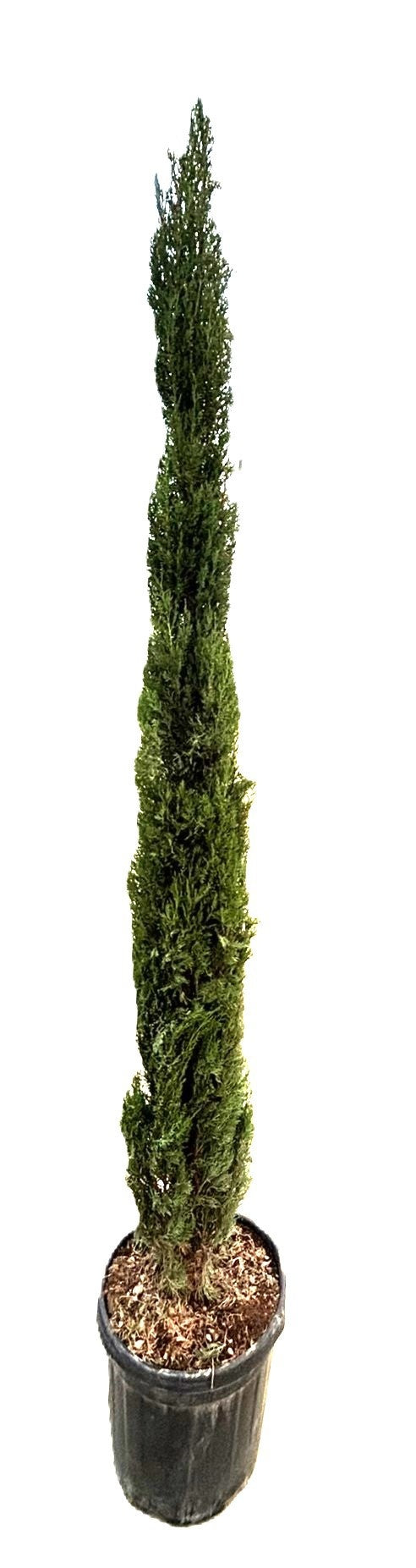 Cupressus sempervirens 260cm 40cm Pot