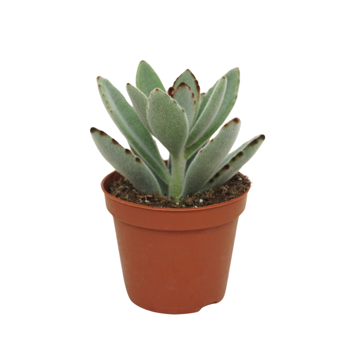 Kalanchoe tomentosa 10cm 8.5cm Pot