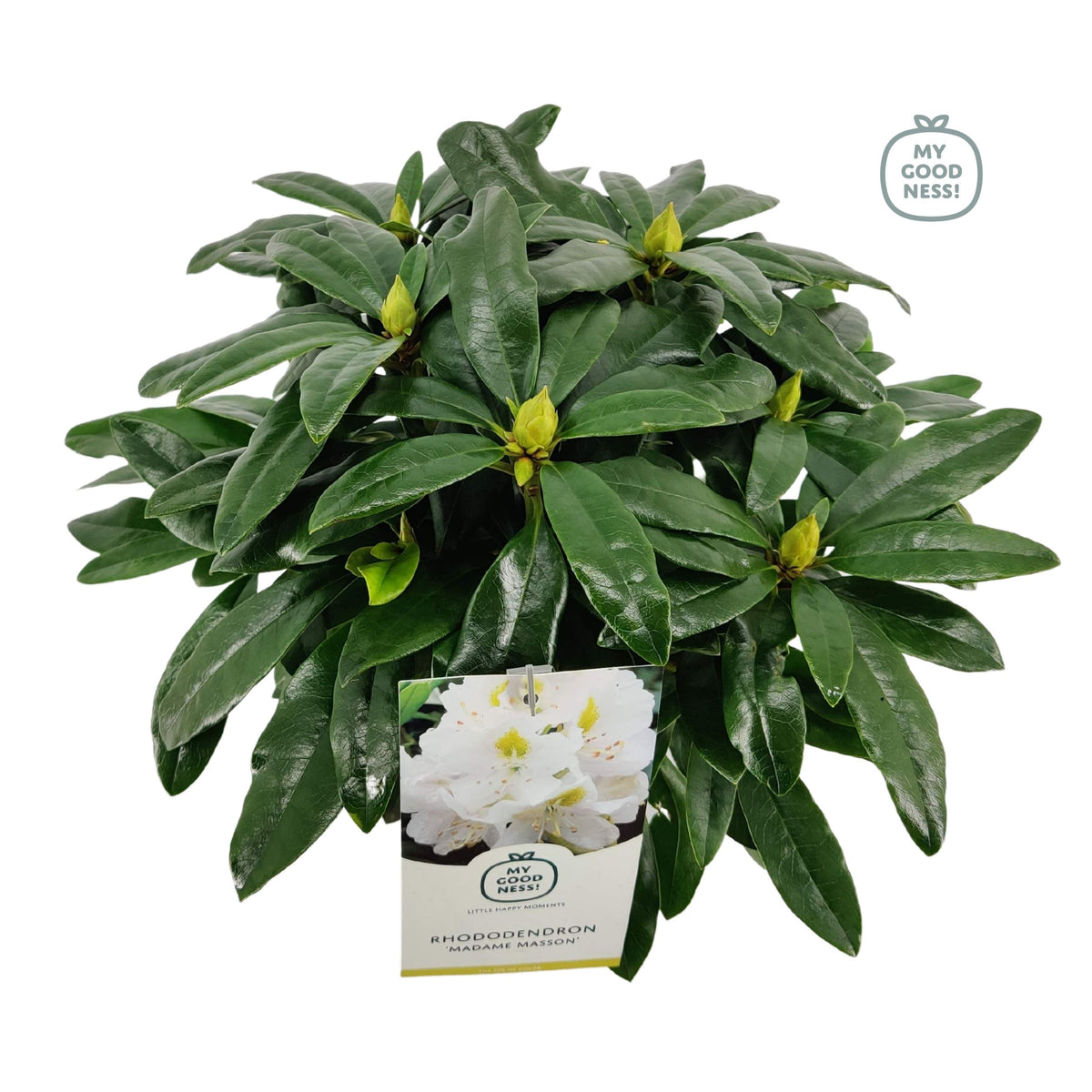 Rhododendron Madame Masson 40cm 17cm Pot