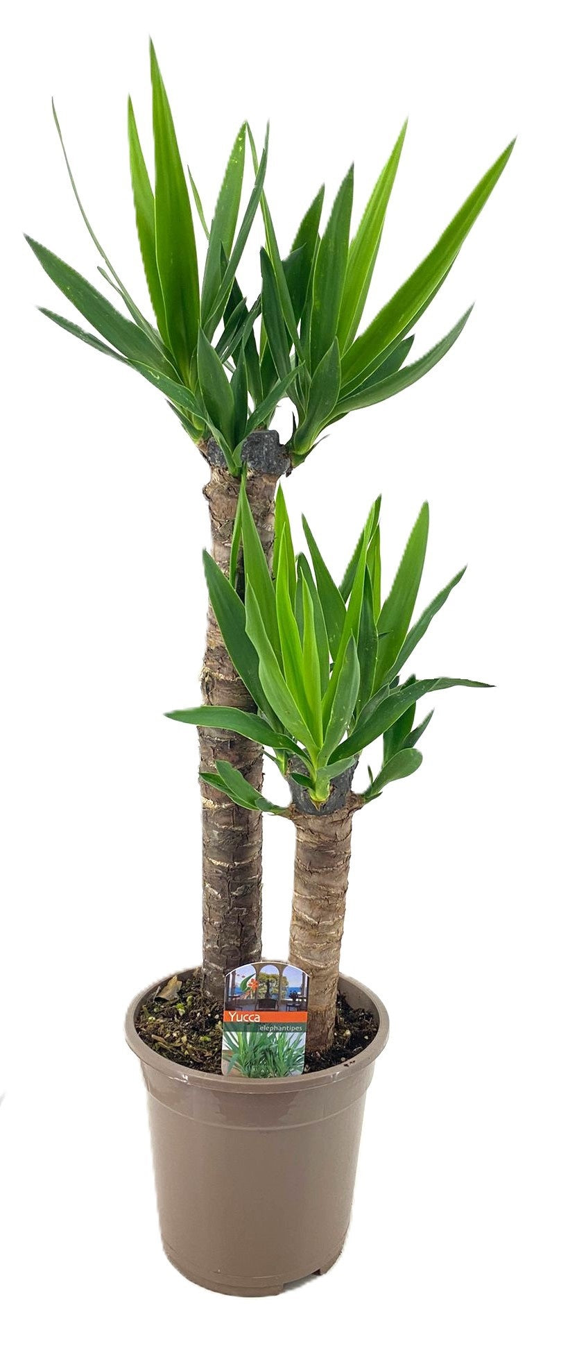 Luiten Kwekerij BV Yucca 60-30 Pack of 1