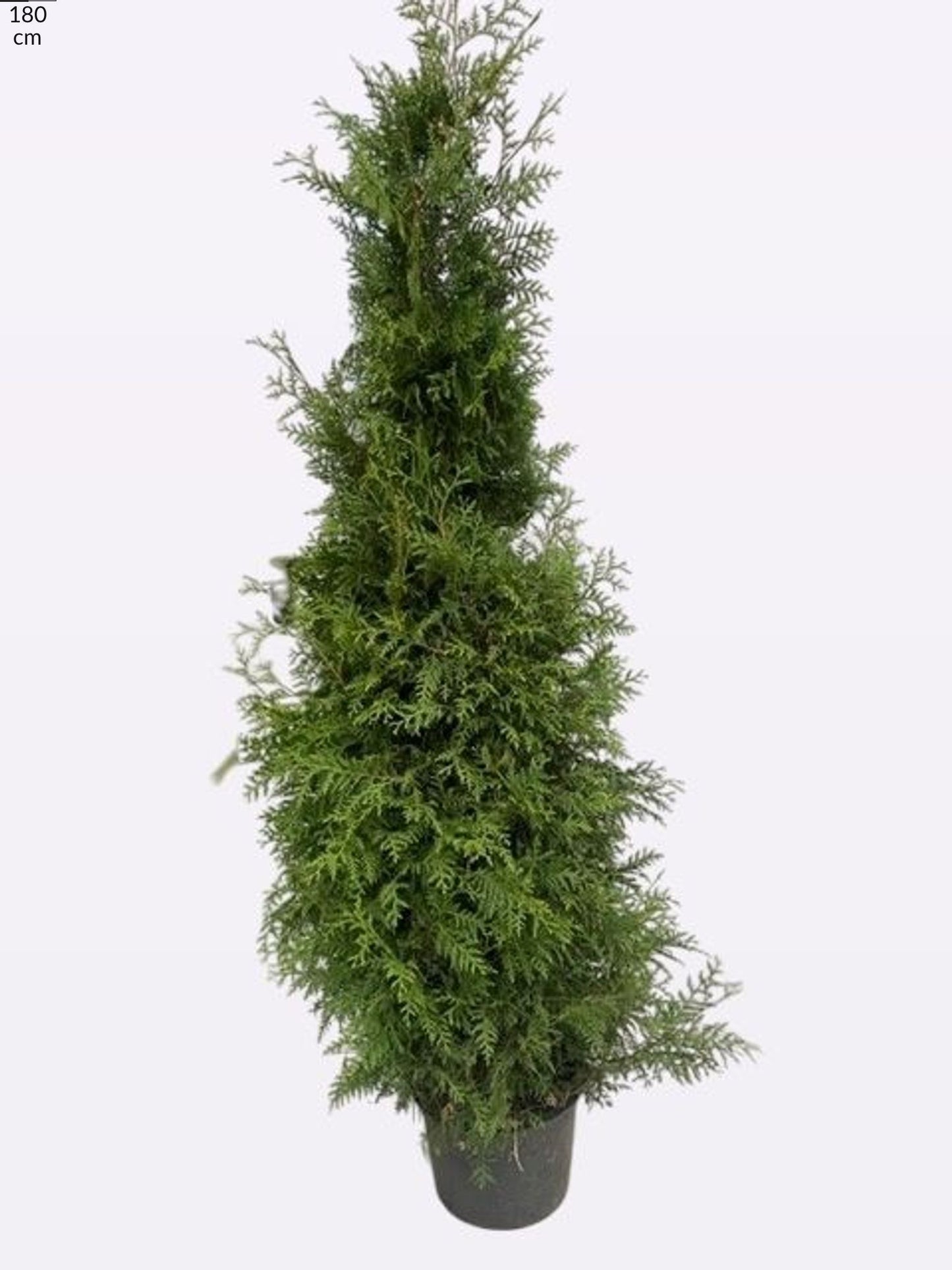Thuja occidentalis Brabant 180cm 29cm Pot