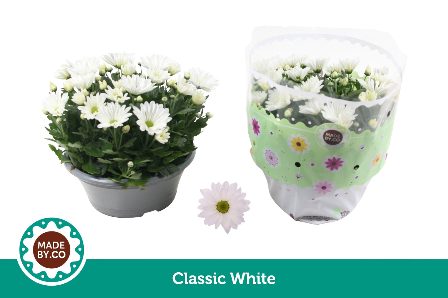SV.CO Chrysanthemum white Pack of 17