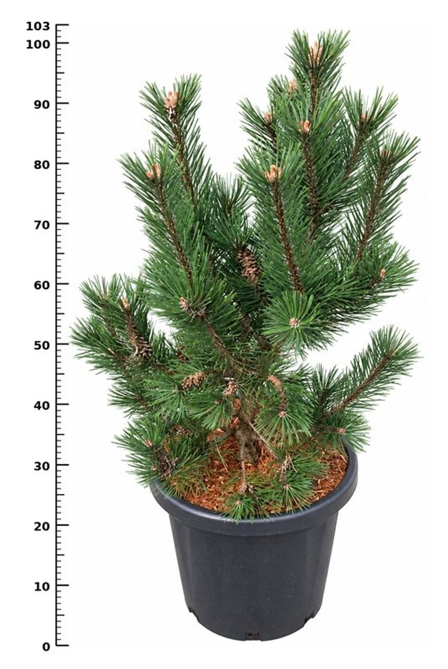 Pinus hybrid 100cm 38cm Pot