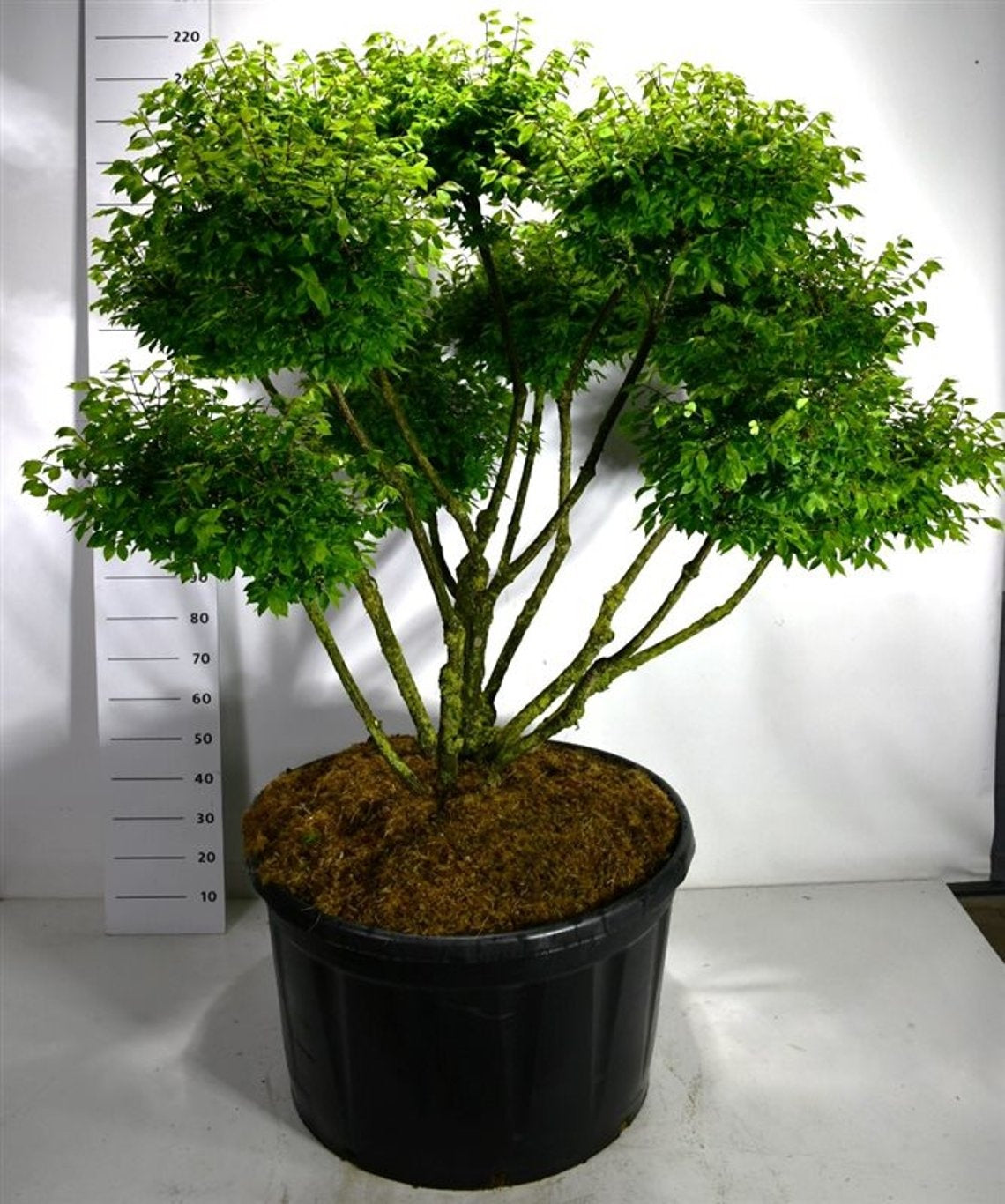 Euonymus ala. Compactus 210cm 96cm Pot