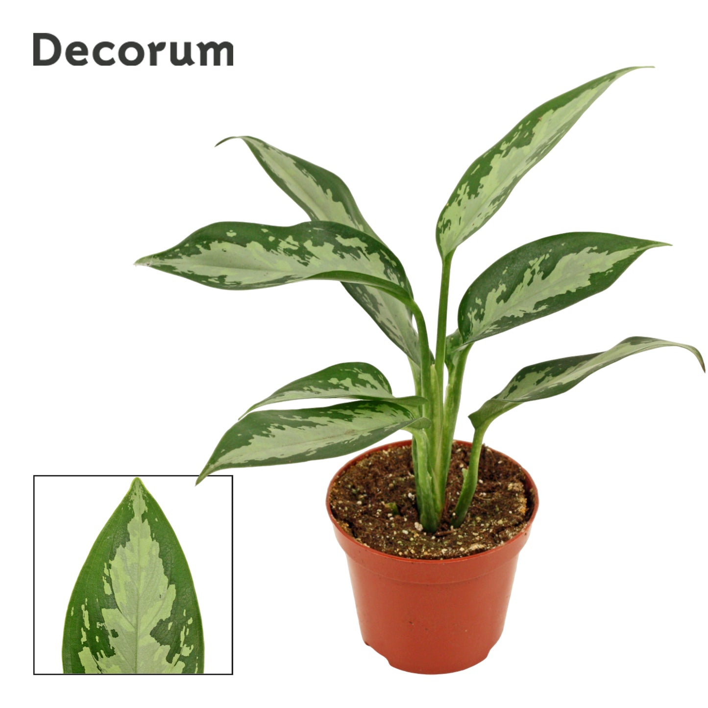 Aglaonema Jubilee Compacta 20cm 9cm Pot