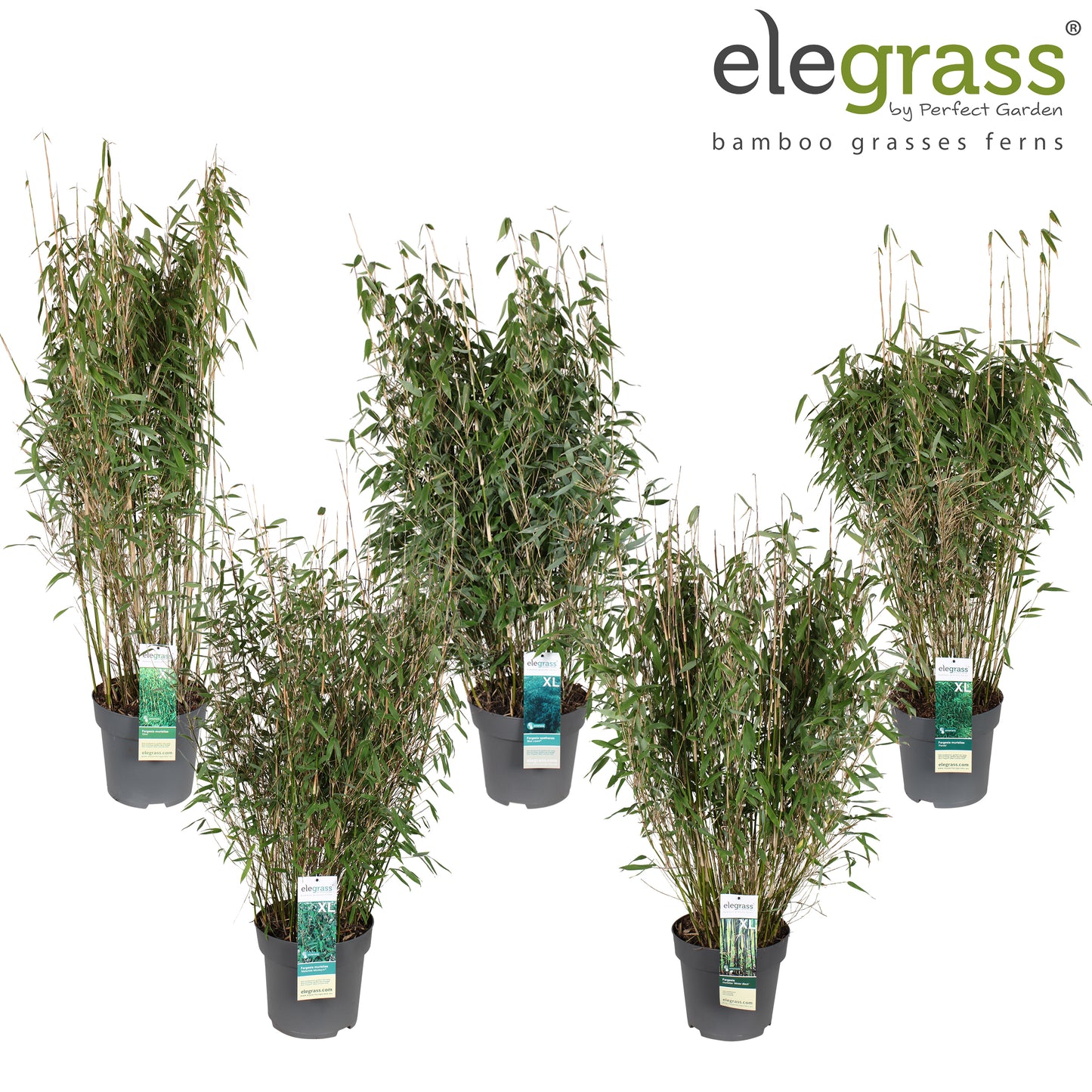 Fargesia murieliae 150cm 29cm Pot