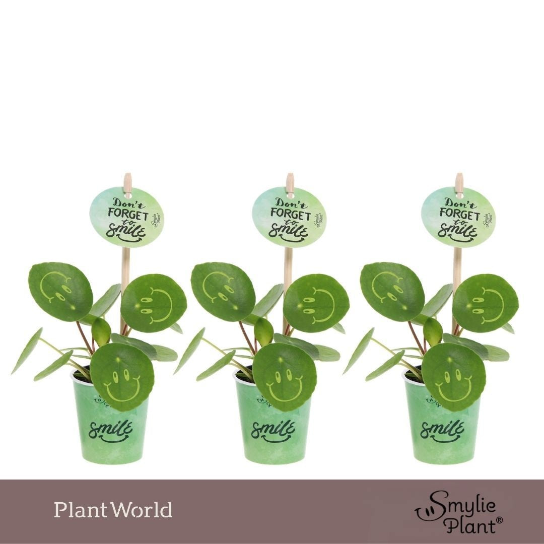 Pilea peperomioides 10cm 5.5cm Pot