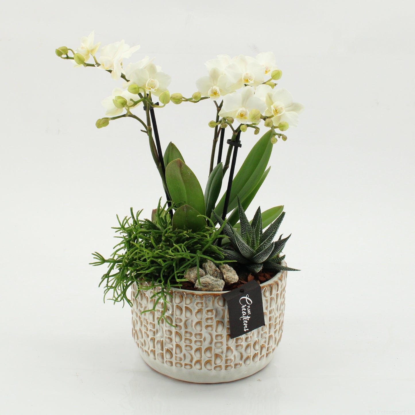 PHAL-2606 Phalaenopsis creatie 45cm 17cm Pot