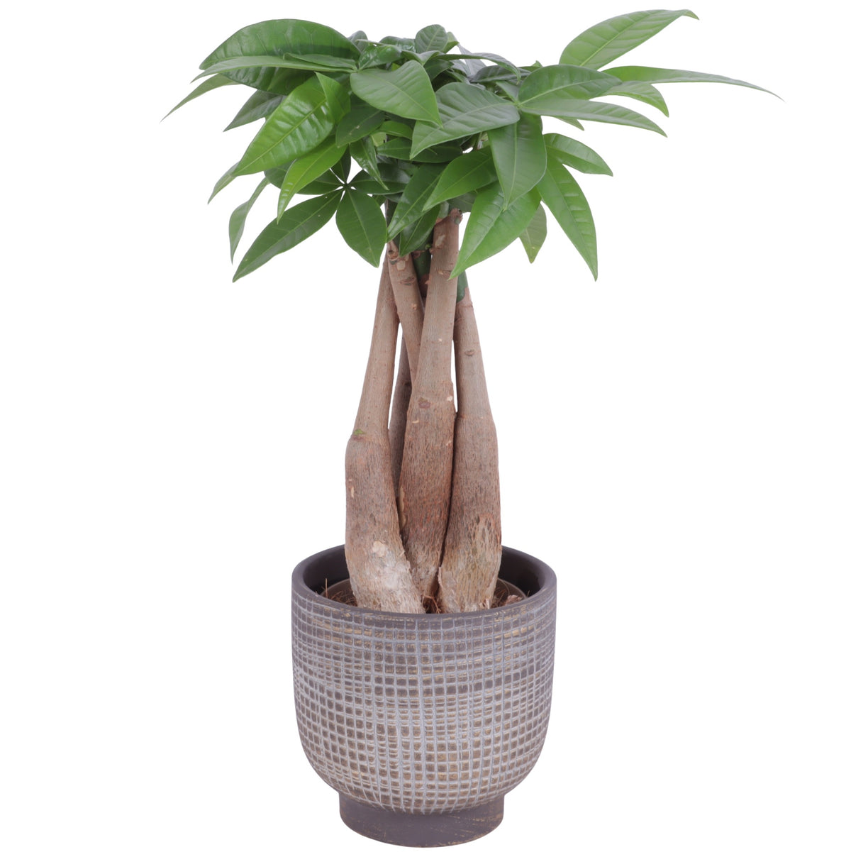 Pachira aquatica 30cm 11cm Pot