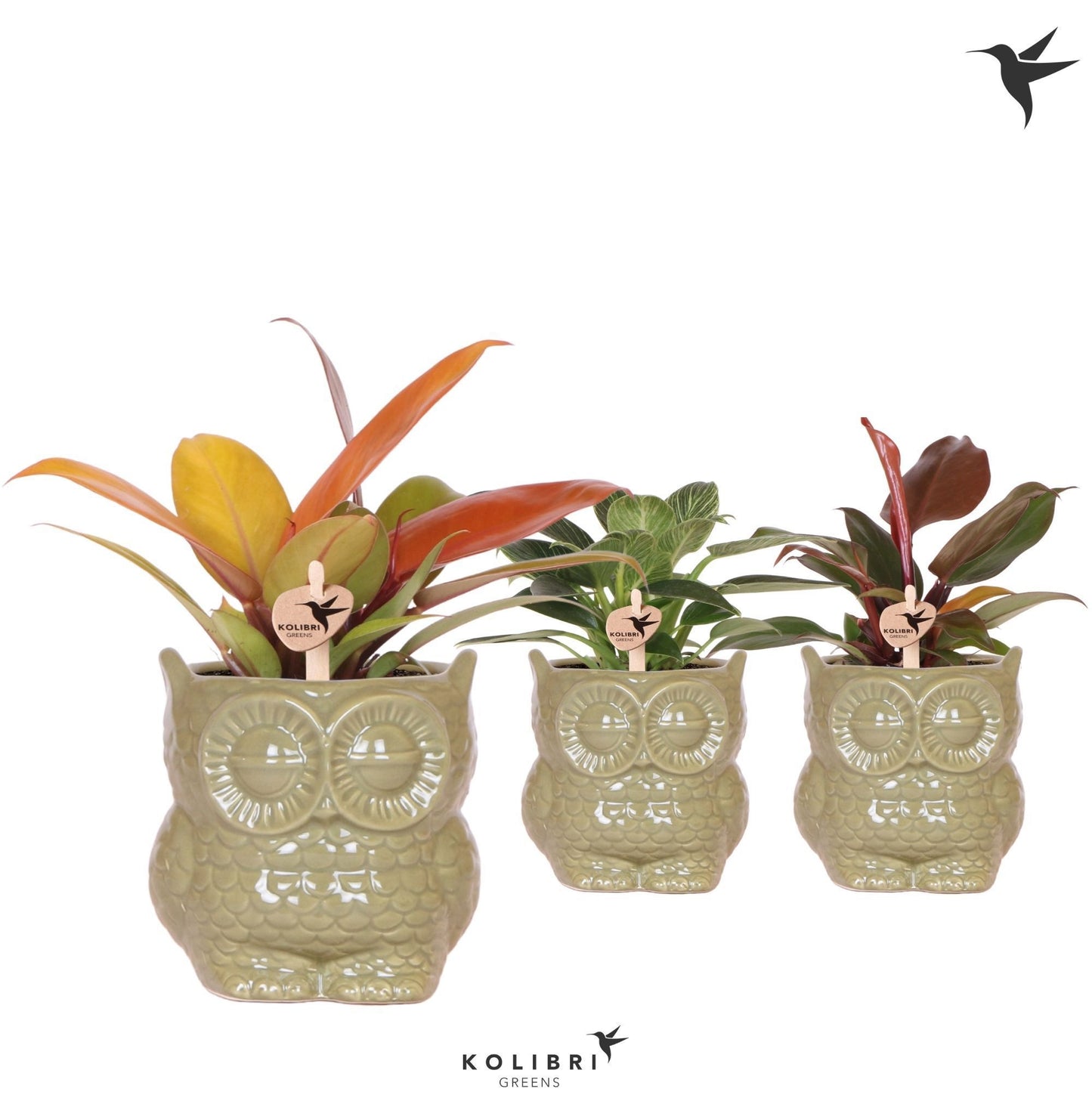 Philodendron scandens 21cm 9cm Pot