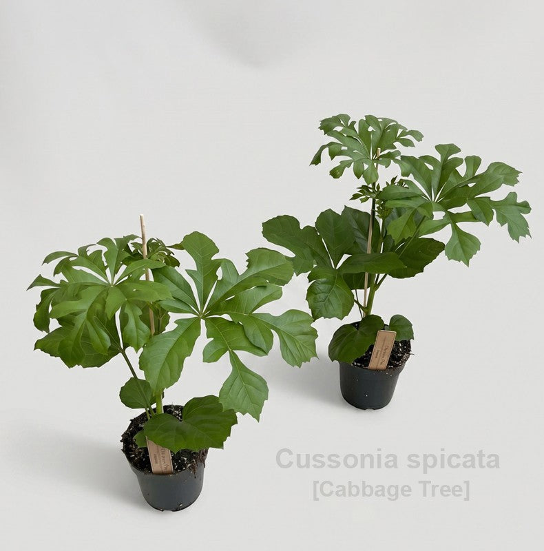 Plants 70cm 14cm Pot