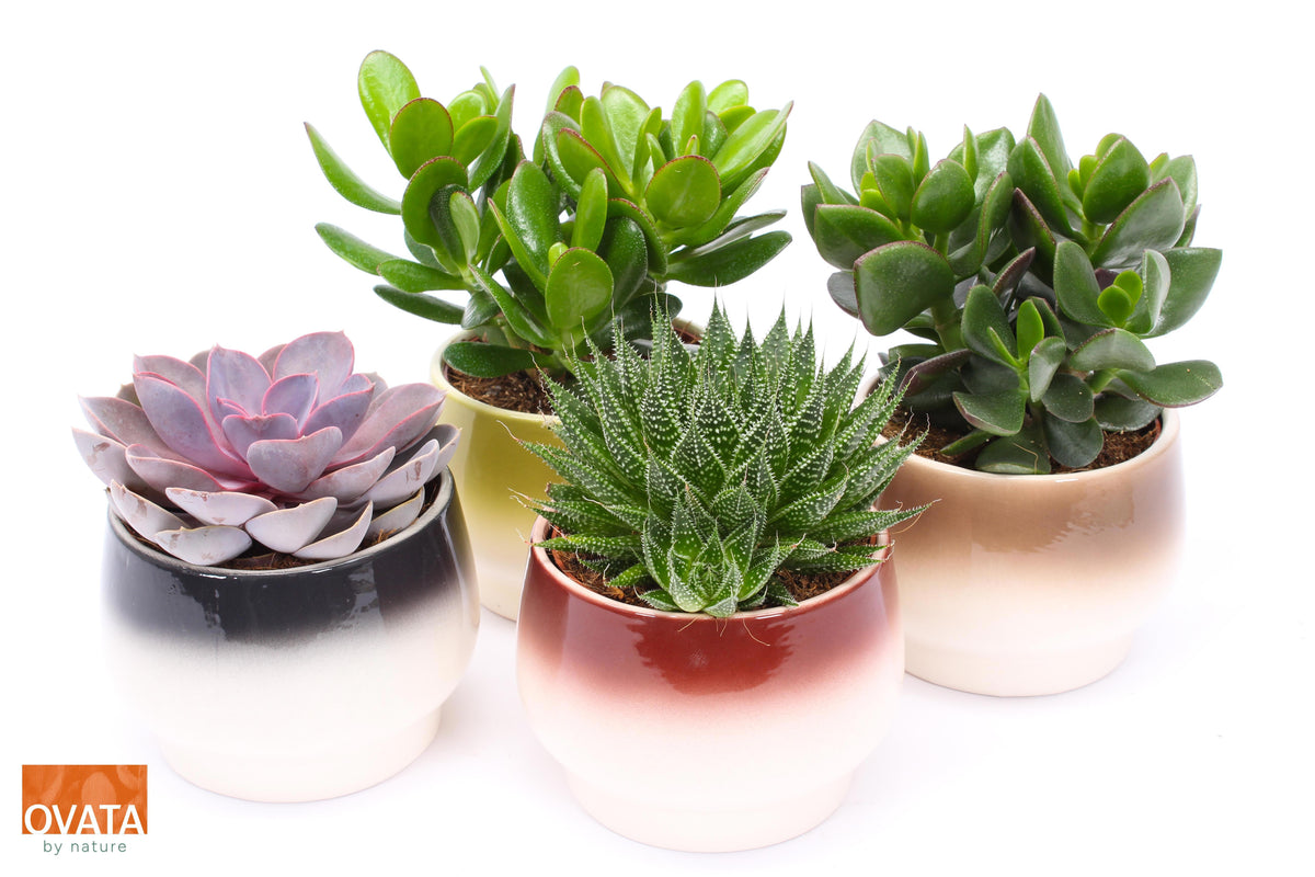 Succulent mix 14cm 14cm Pot