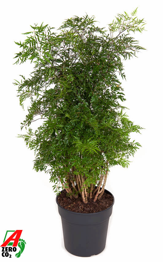 Polyscias Ming 110cm 24cm Pot