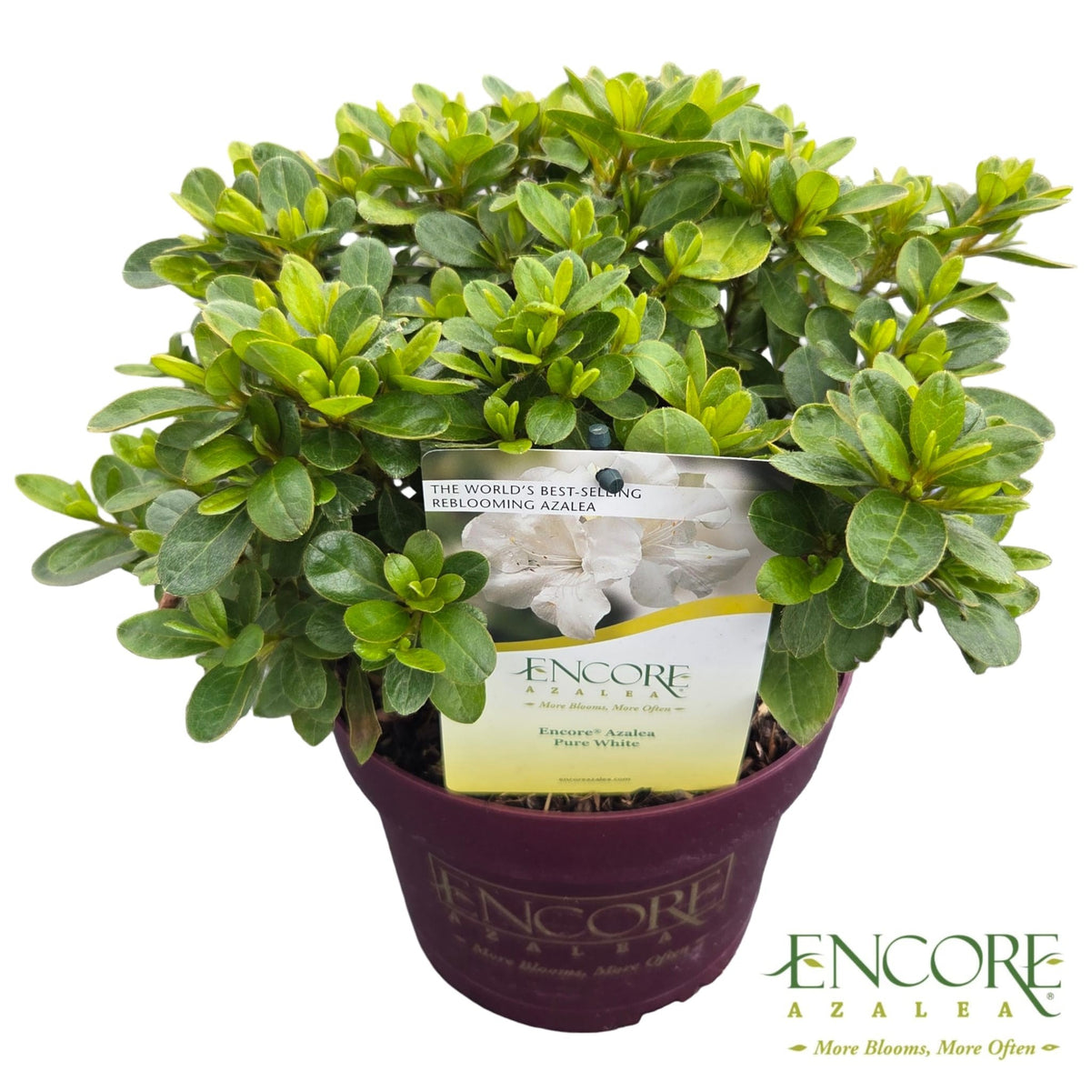 Rhododendron Encore Pure White 40cm 19cm Pot