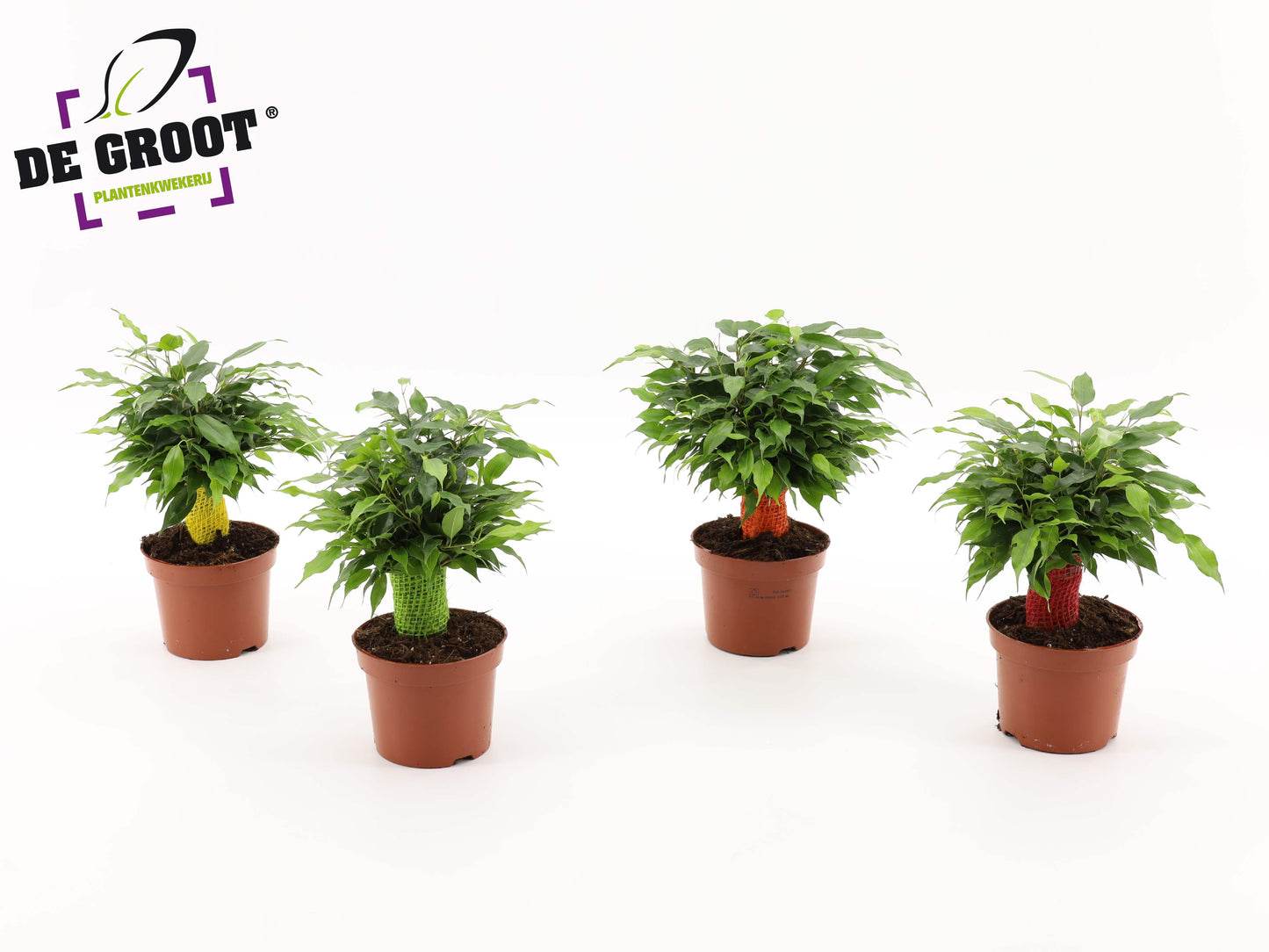 Groot BV, Kwekery J. de Ficus benjaminia Green Kinky jute standard Pack of 10