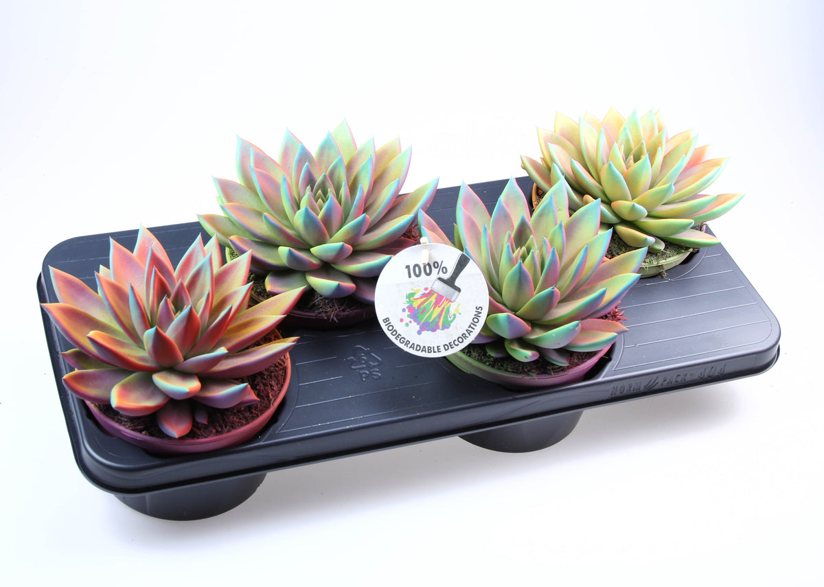 Echeveria chameleon special 18cm 15cm Pot