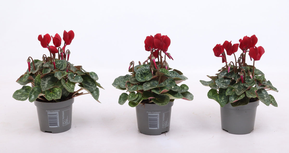 Cyclamen Verano Mix 15cm 9cm Pot