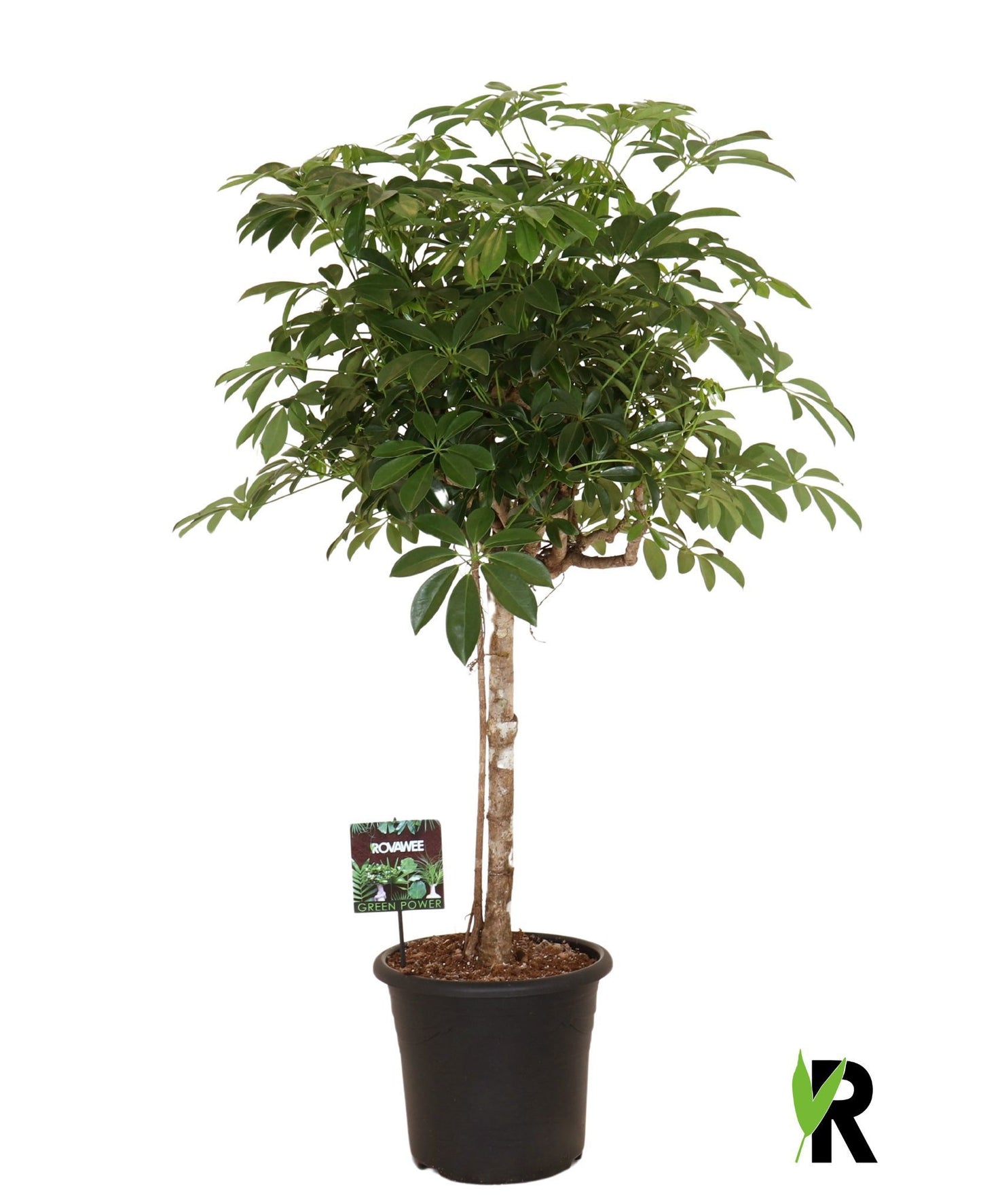 Schefflera Compacta 130cm 32cm Pot
