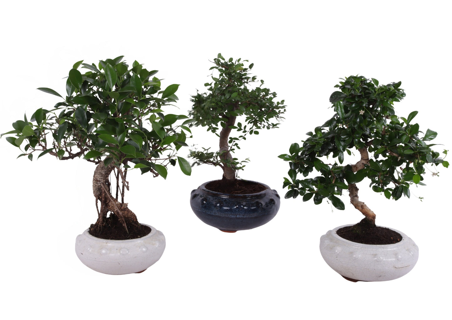 Bonsai mix 40cm 19cm Pot