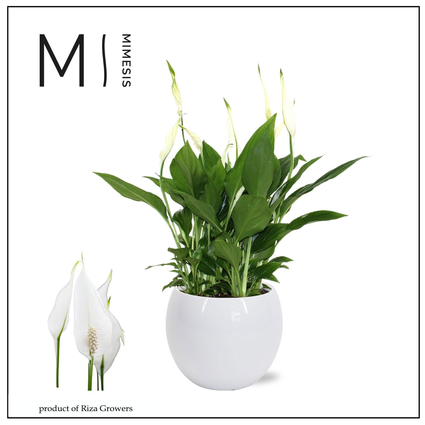 Spathiphyllum Bellini (+ drp.bolpot wit) 40cm 13cm Pot