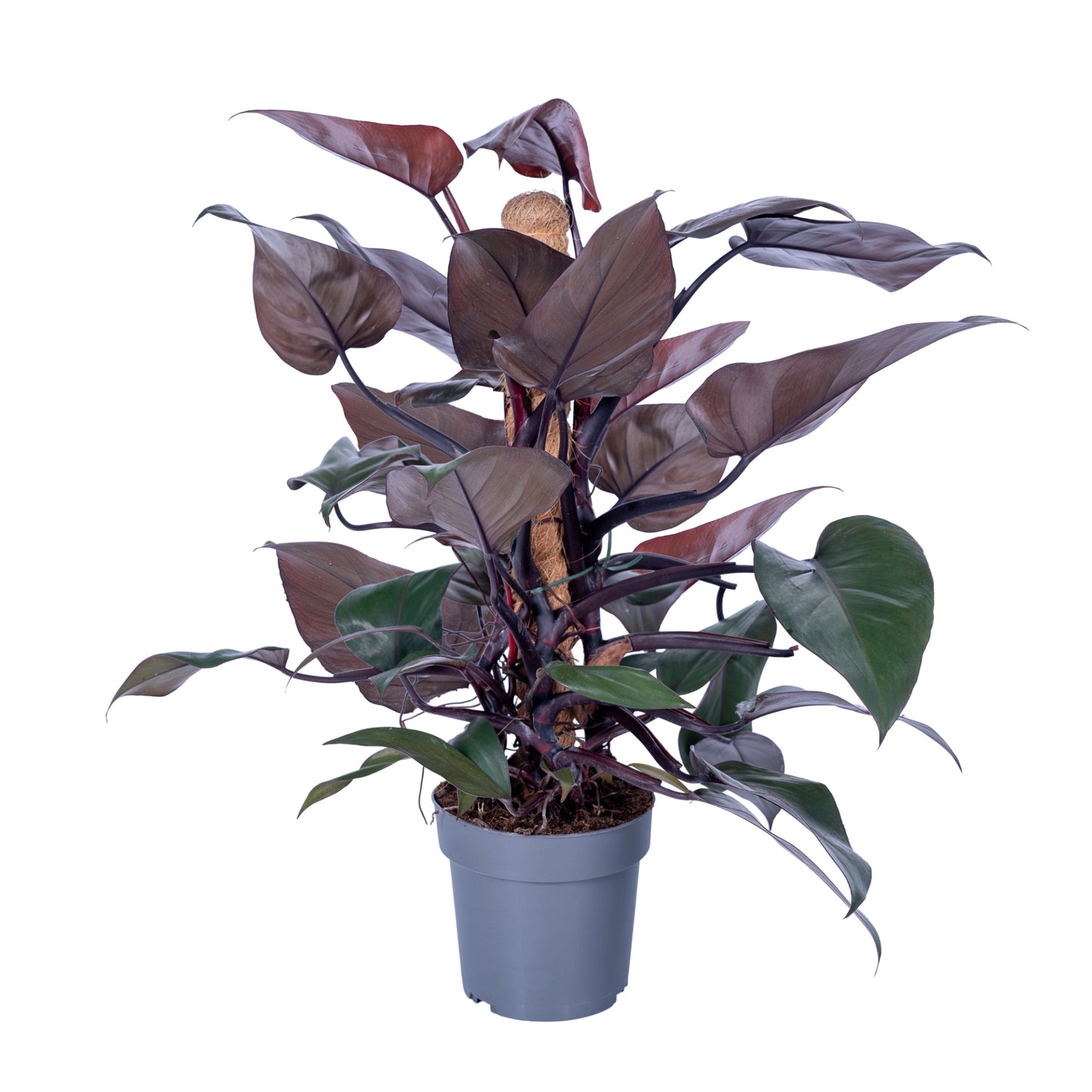 Ichtus Plants Philodendron New Red mosspole Pack of 6