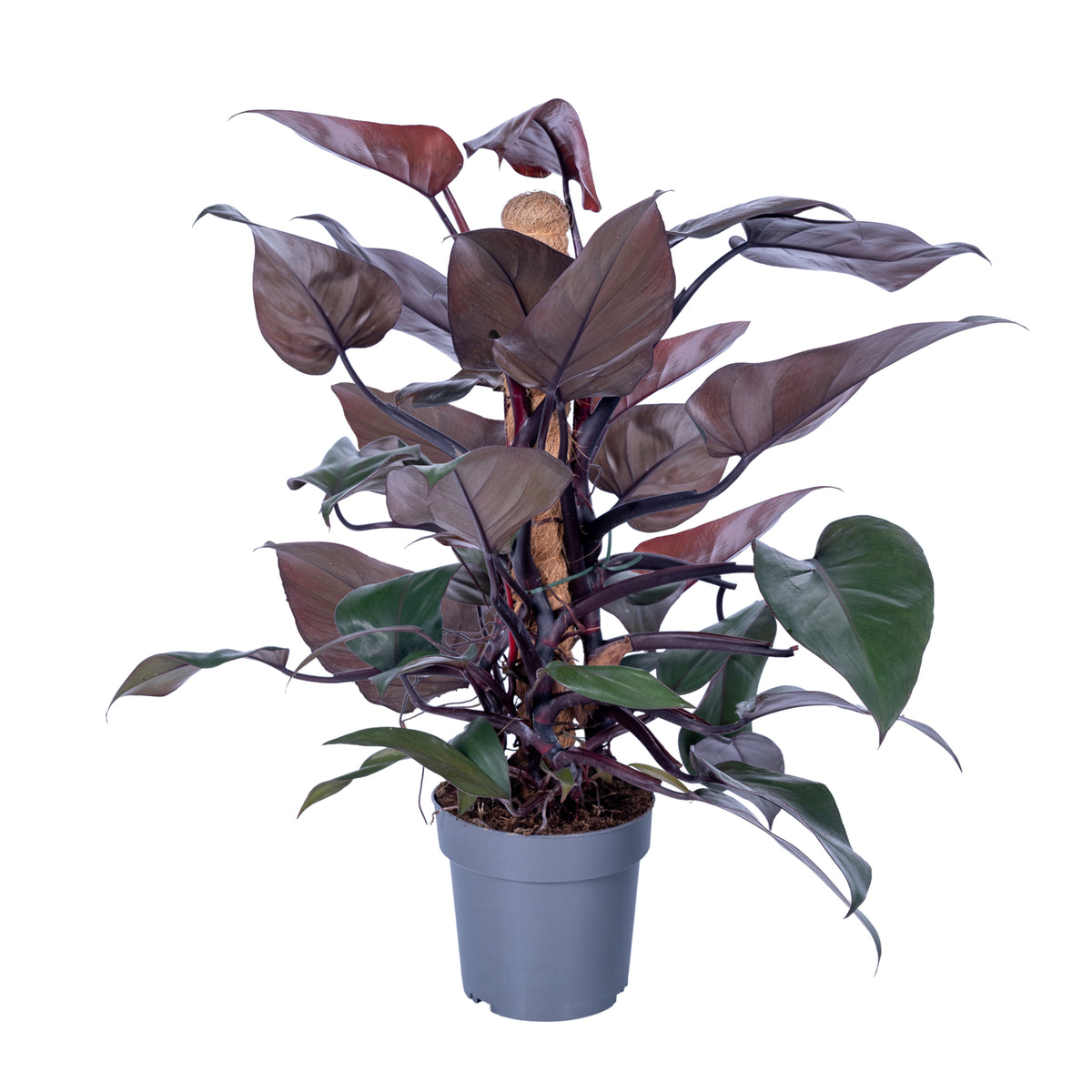 Philodendron New Red mosspole 65cm 17cm Pot