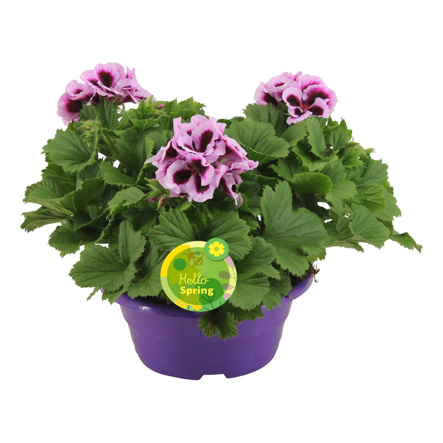 Pelargonium grandiflorum 30cm 23cm Pot