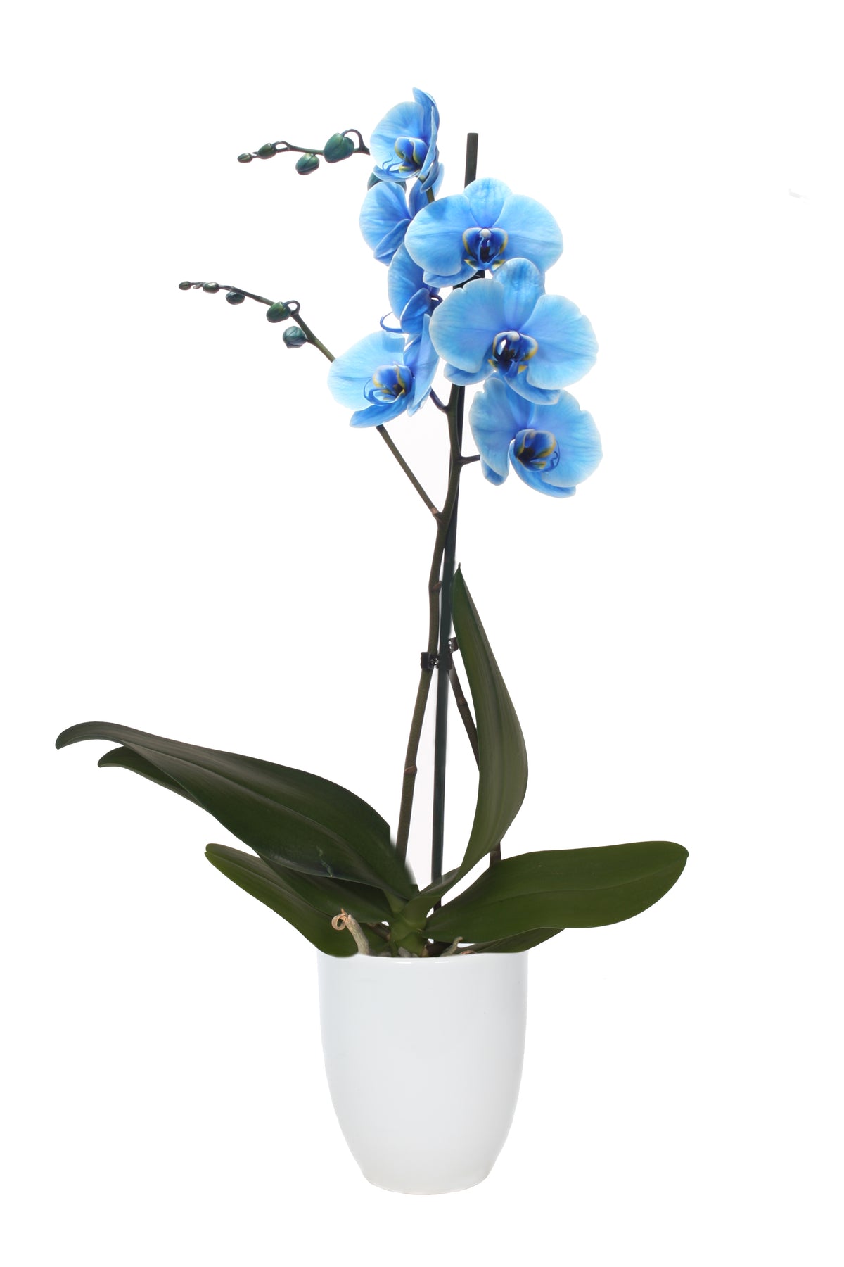 Phalaenopsis I Am Blue 55cm 12cm Pot