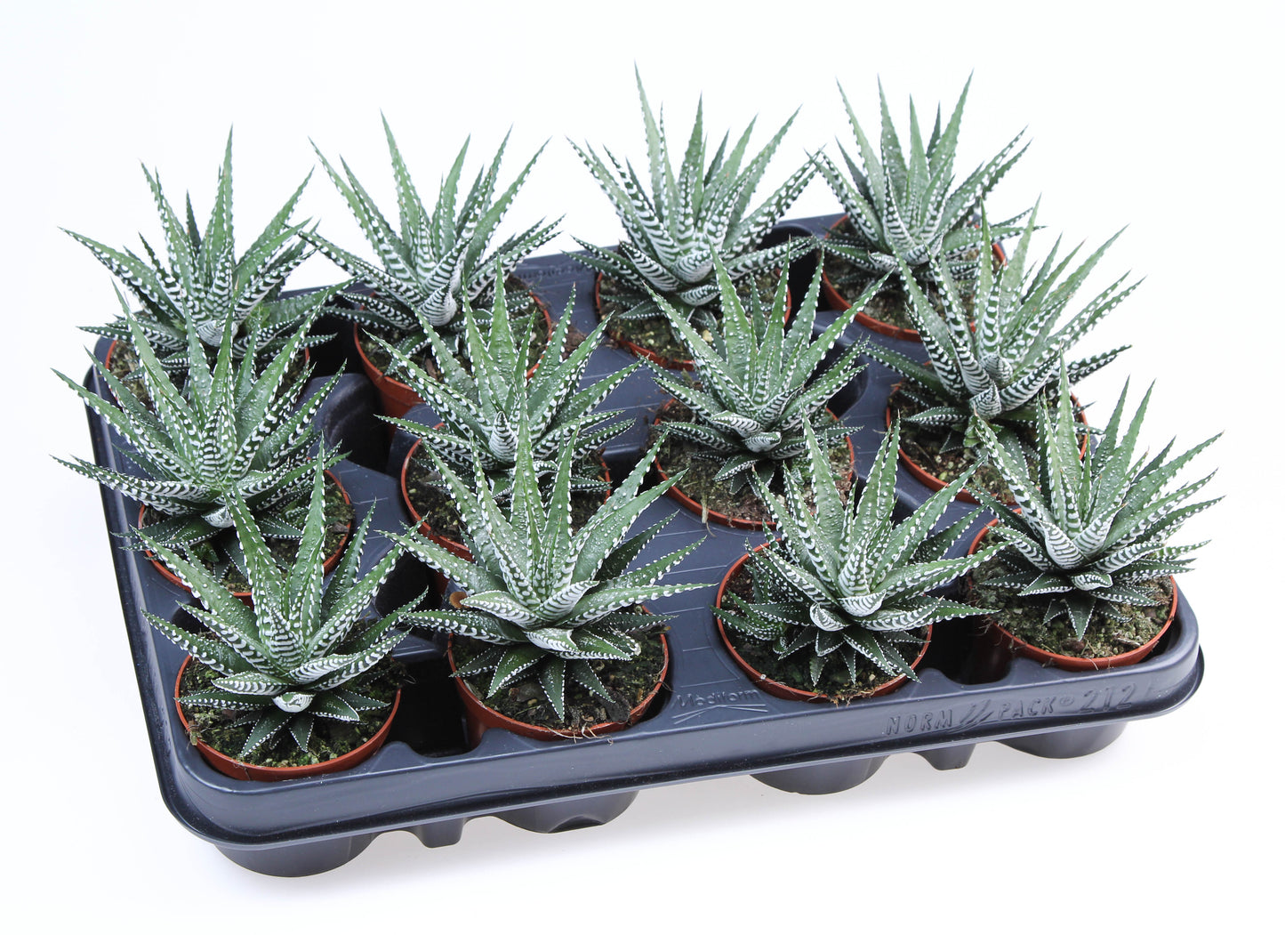 Haworthia Big Band 12cm 8.5cm Pot