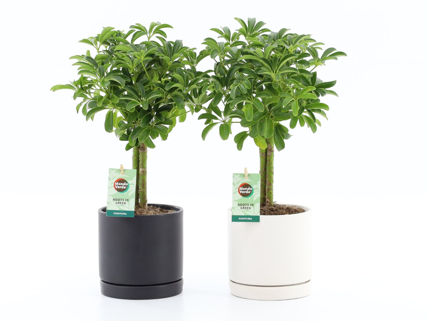 Schefflera Luseana 40cm 13cm Pot