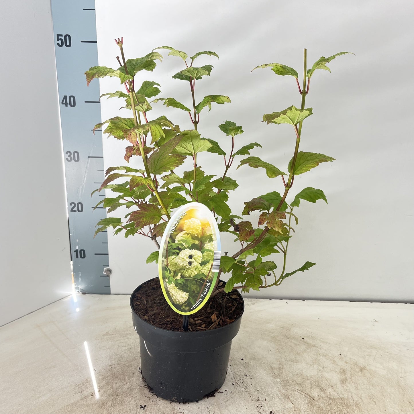 Viburnum op. Roseum 45cm 17cm Pot