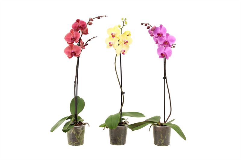 Phalaenopsis mix 60cm 12cm Pot