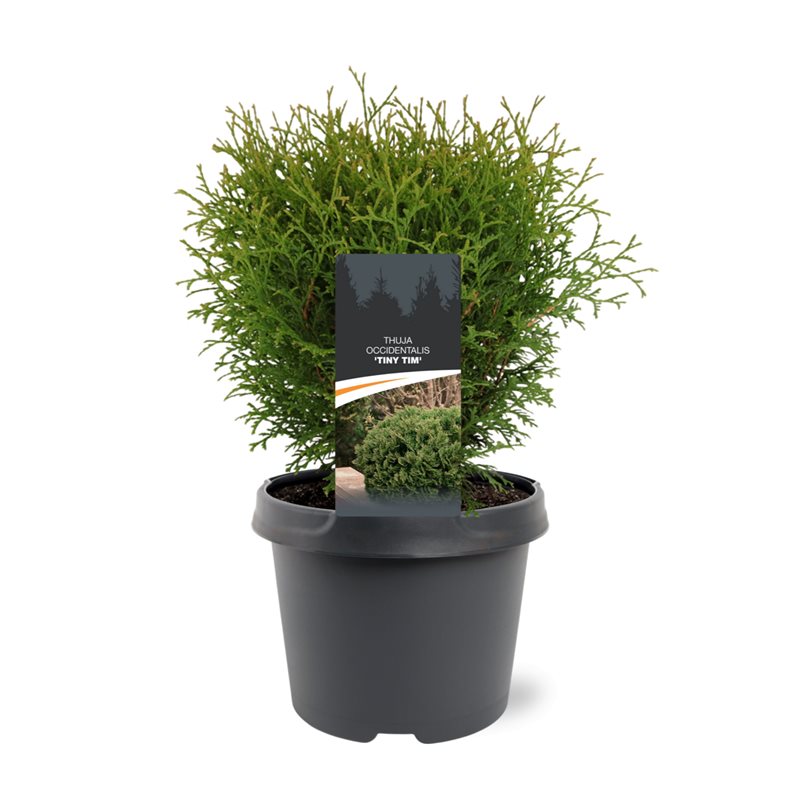 Thuja occidentalis Tiny Tim 30cm 19cm Pot