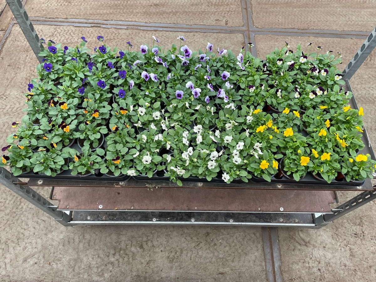 Viola corn. Sorbet mix 16cm 9cm Pot