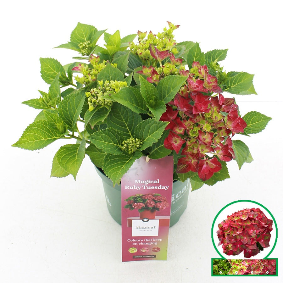 Hydrangea macrophylla mix 35cm 20cm Pot