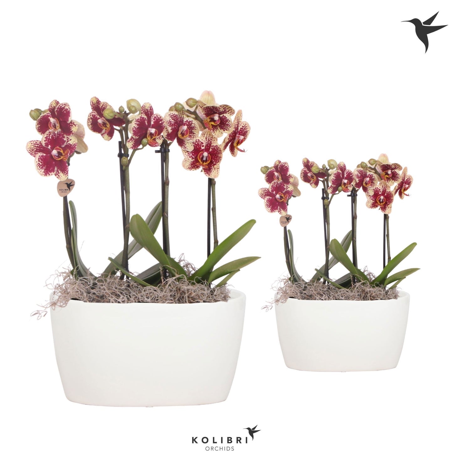 Kolibri Orchids Phalaenopsis spotty 4 spike in Oval Twins white 40cm 9cm Pot