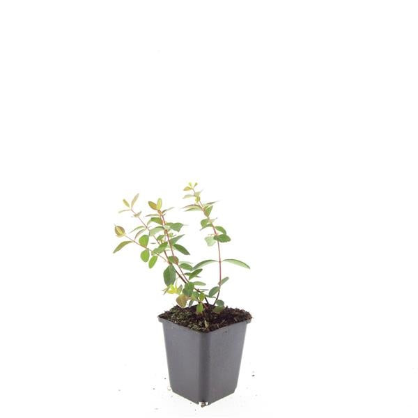 Boer, W.T.M. de Hypericum dum. Peter Dummer Pack of 12
