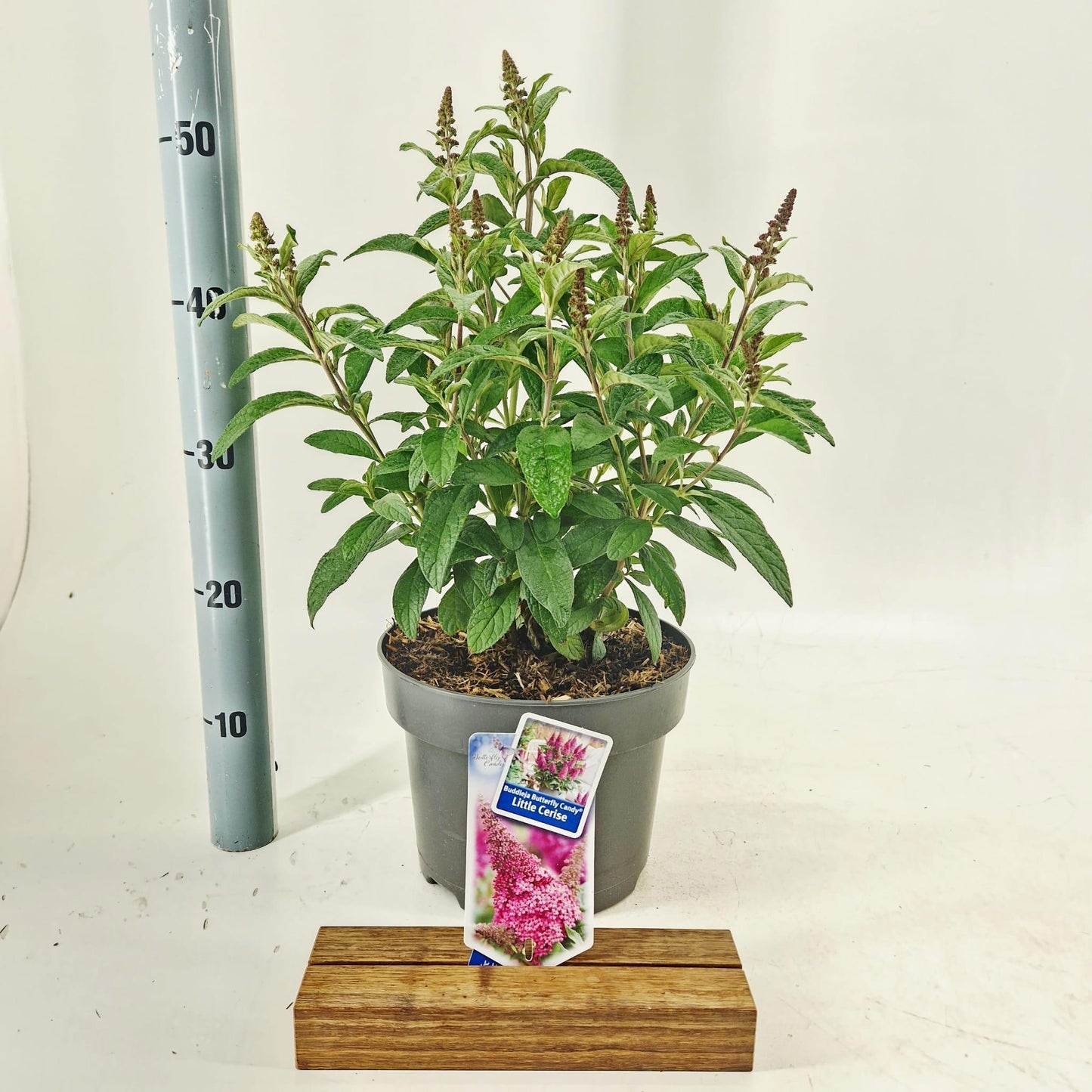 Buddleja Butterfly Candy mix 50cm 23cm Pot