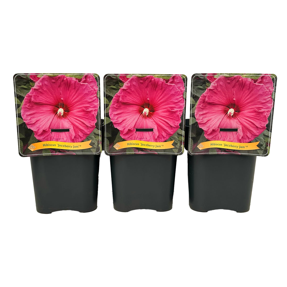Hibiscus 35cm 21cm Pot